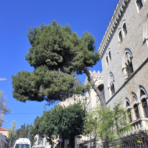 Very Rare Phobias by Mel Rosenberg - מל רוזנברג - Ourboox.com