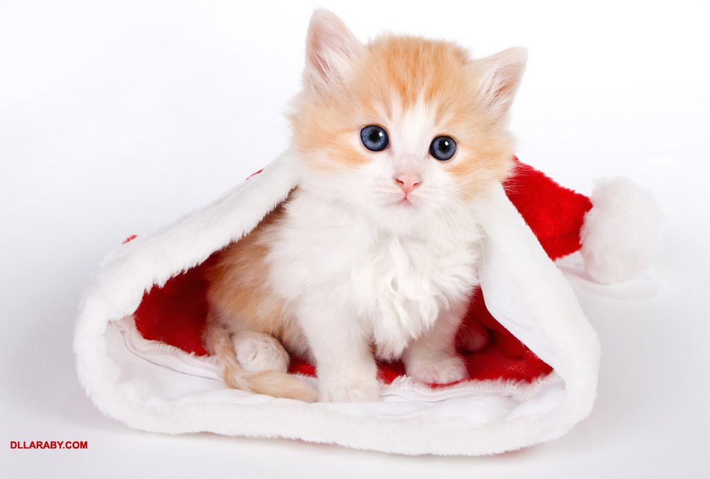 القطه الجميله by asel mner atallh - Ourboox.com