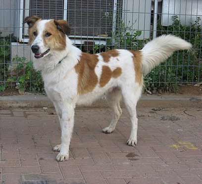 הגורים של החיים by shizaf - Ourboox.com