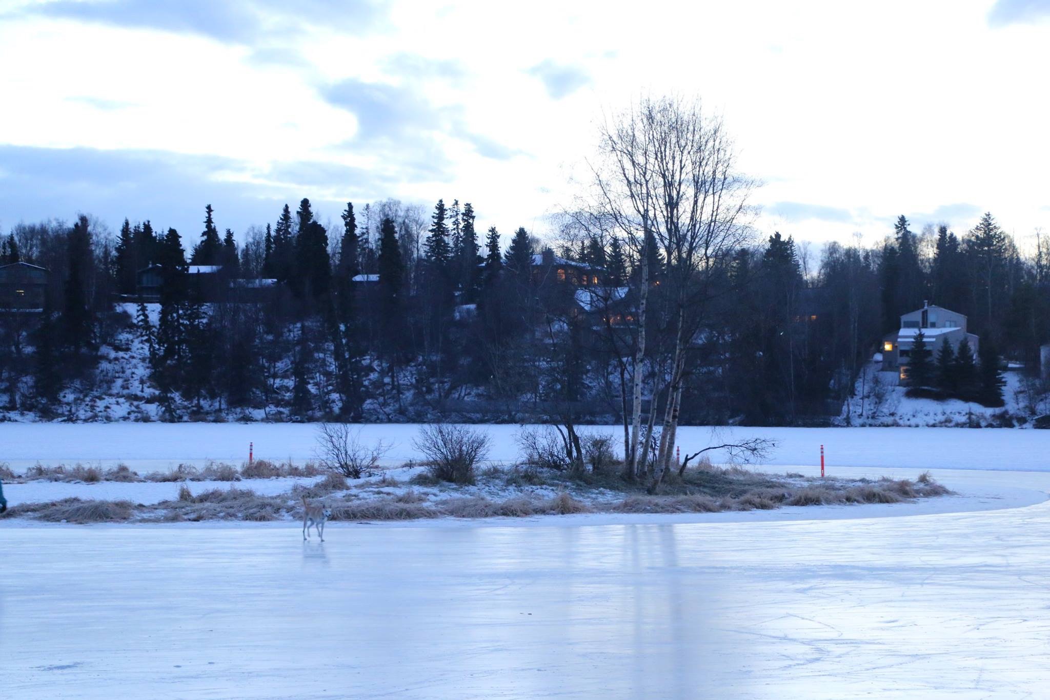 Alaska 2016 by meira raz - Ourboox.com