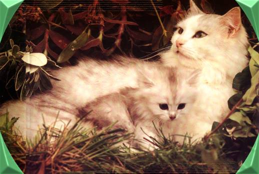 القطه الجميله by asel mner atallh - Ourboox.com