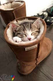 القطه الجميله by asel mner atallh - Ourboox.com