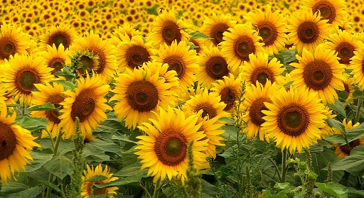 מאפייני חיים by shlomit - Illustrated by shlomit raviv - Ourboox.com