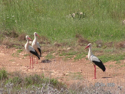 החסידה by pnina - Ourboox.com