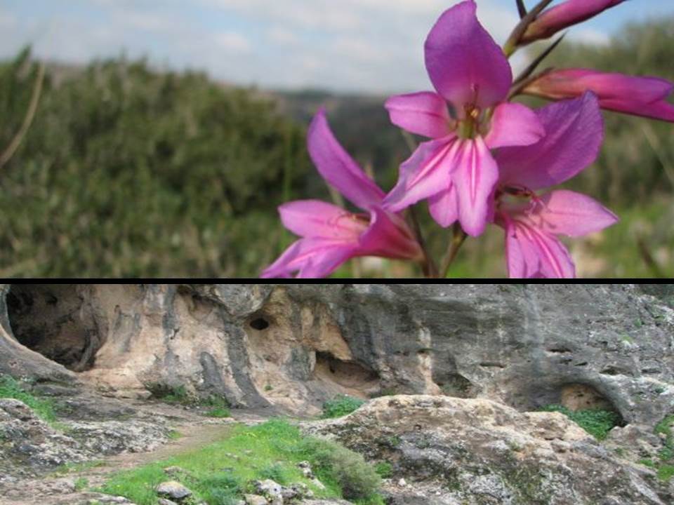 הכרמל by tomer friedler - Ourboox.com