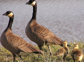 מאפייני חיים by shlomit - Illustrated by shlomit raviv - Ourboox.com