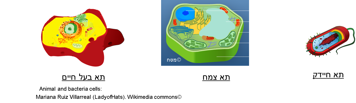 מאפייני חיים by shlomit - Illustrated by shlomit raviv - Ourboox.com