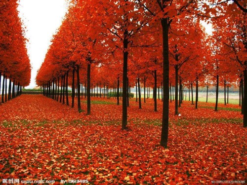 הגינה האדומה זרע-איתי וליאור by neveoz - Ourboox.com