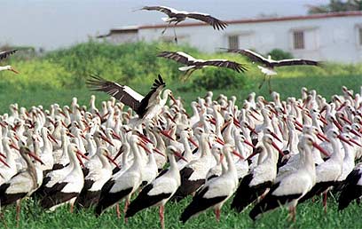 חסידות נודדות באגמון החולה