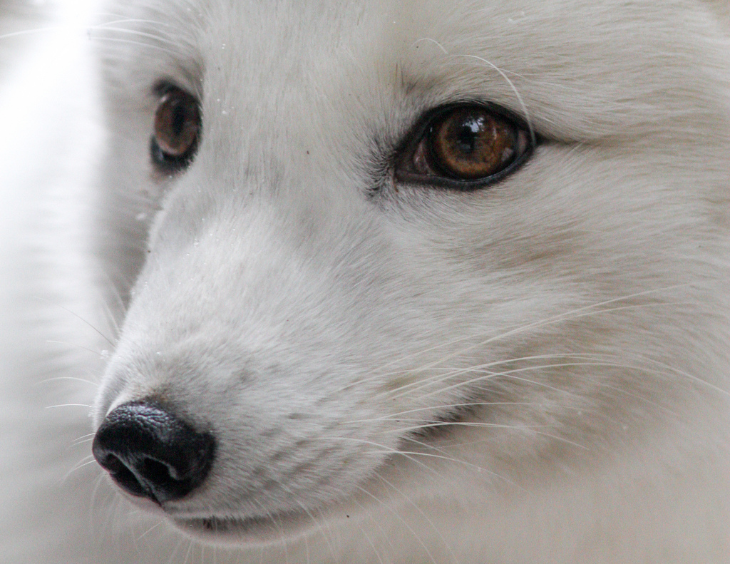 Antarctica’s Ecosystem:What Happens in the Arctic by Keana C. - Ourboox.com