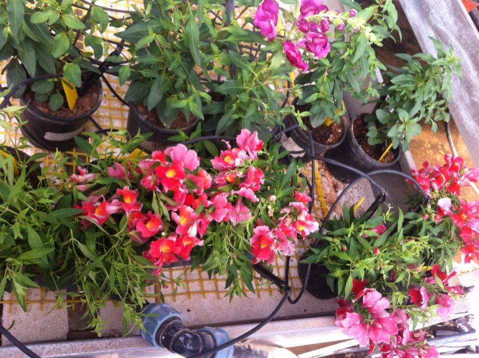 ניסוי מקדים- עידו שניידר וטל בכר by Tal Behar - Ourboox.com