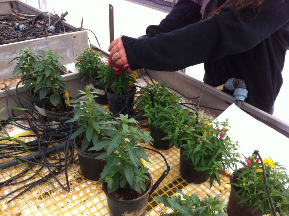 ניסוי מקדים- עידו שניידר וטל בכר by Tal Behar - Ourboox.com