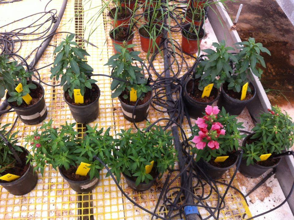 ניסוי מקדים- עידו שניידר וטל בכר by Tal Behar - Ourboox.com