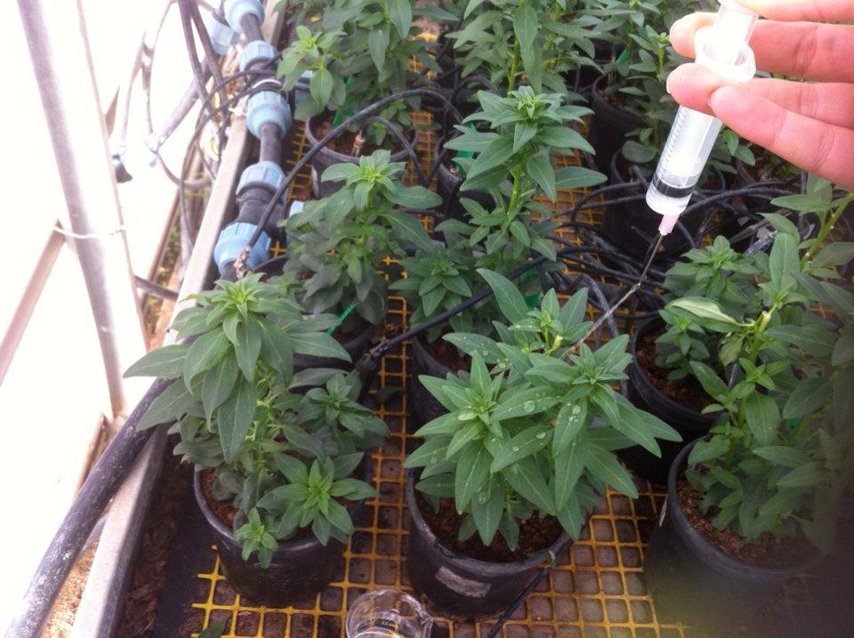 ניסוי מקדים- עידו שניידר וטל בכר by Tal Behar - Ourboox.com