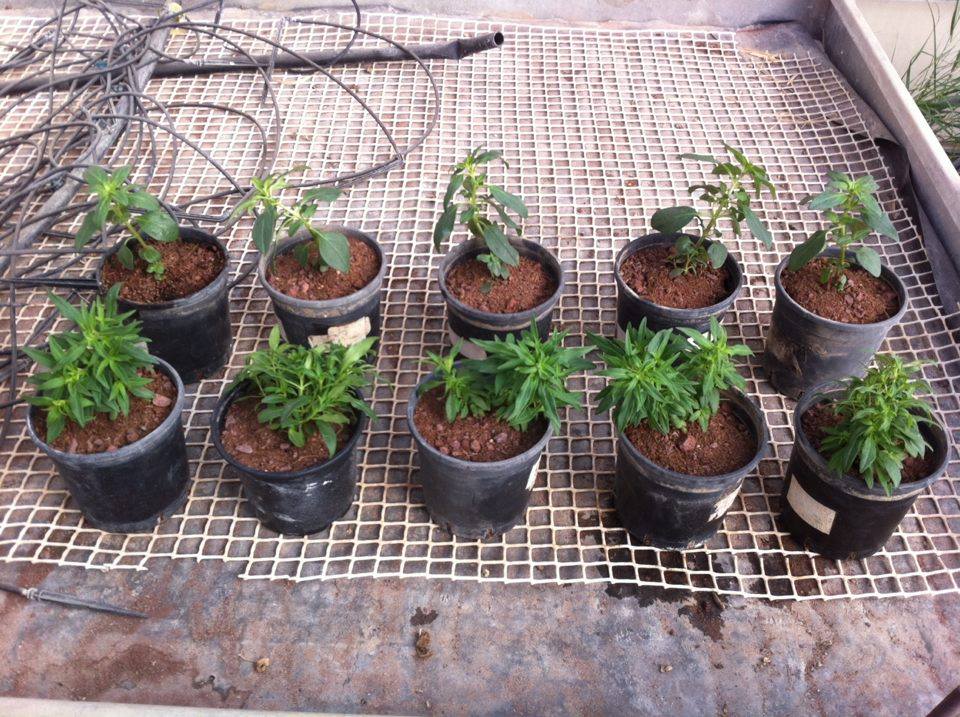 ניסוי מקדים- עידו שניידר וטל בכר by Tal Behar - Ourboox.com