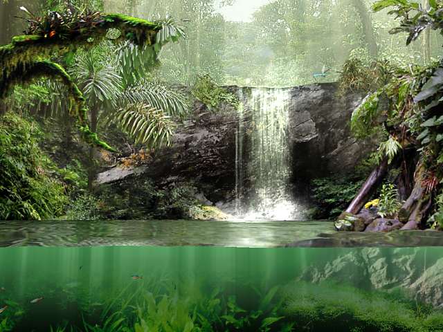 Amazing Rain Forest by lucas l - Ourboox.com