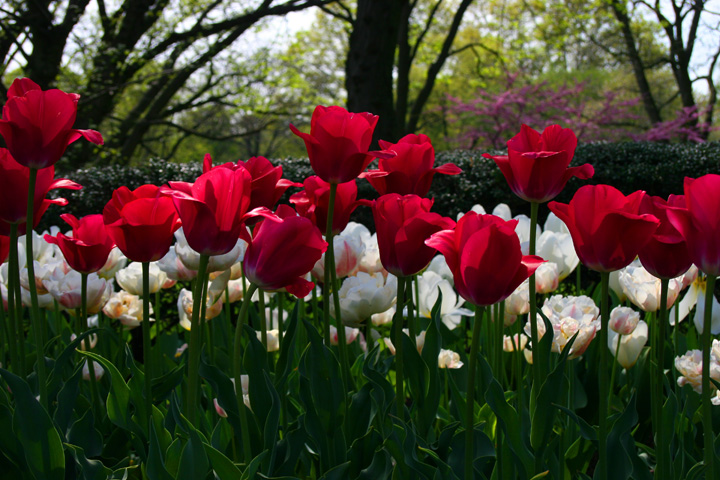 azhar alrabee3 by fatina daoud - Ourboox.com