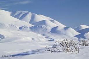 Arctic Ecosystem: Do You Know What Lives in the Arctic by Ava L - Ourboox.com