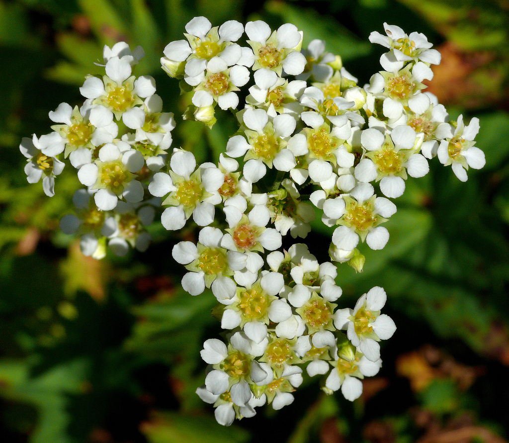 Arctic Ecosystem: Do You Know What Lives in the Arctic by Ava L - Ourboox.com