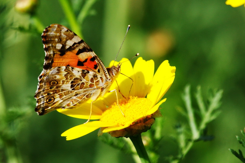 الربيع by haneen - Ourboox.com