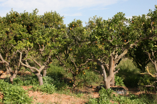 YES WE CAN by עזאם עזאם - Ourboox.com