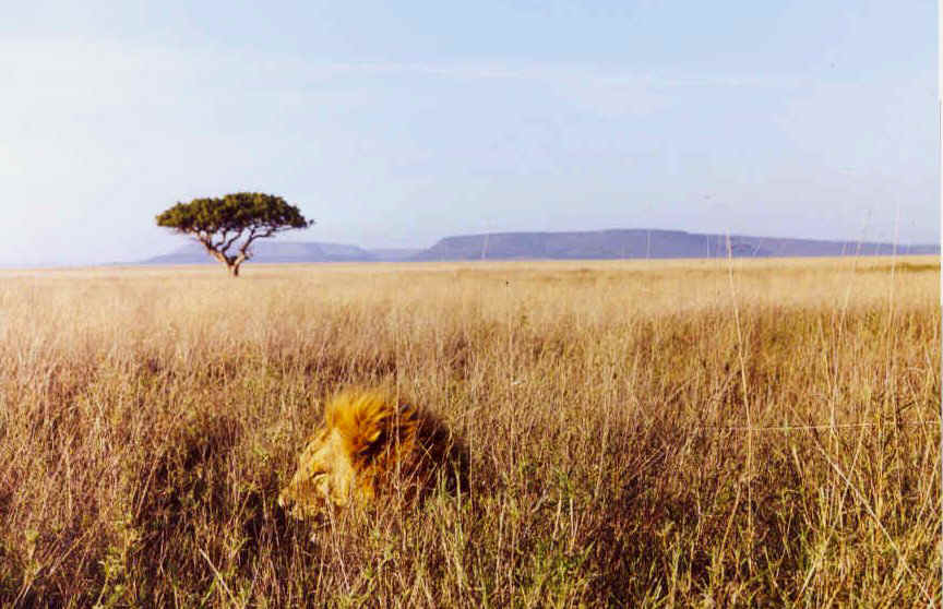 Savannas of Africa by Megan S - Ourboox.com