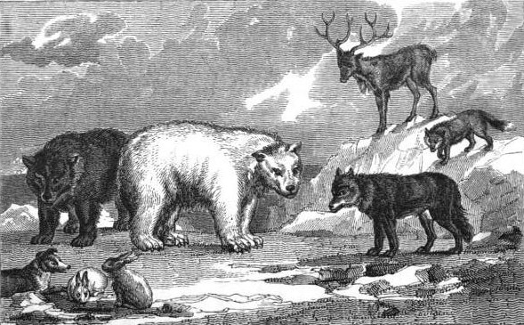 The Arctic What Adventures are There by Jaden M. - Ourboox.com