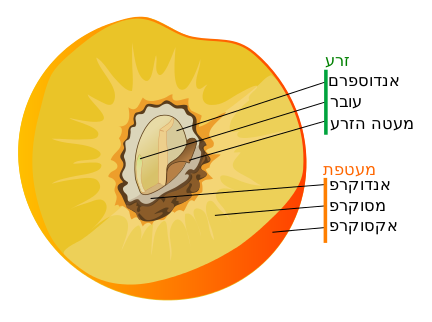 הגינה האדומה זרע-איתי וליאור by neveoz - Ourboox.com