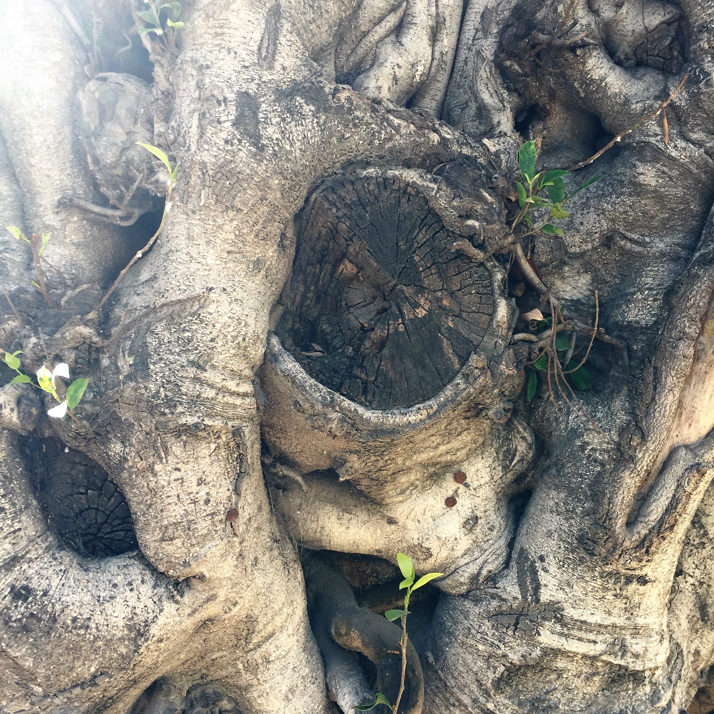 Gnarls on Rothschild Boulevard by ohad yaniv - Illustrated by Nature itself - Ourboox.com