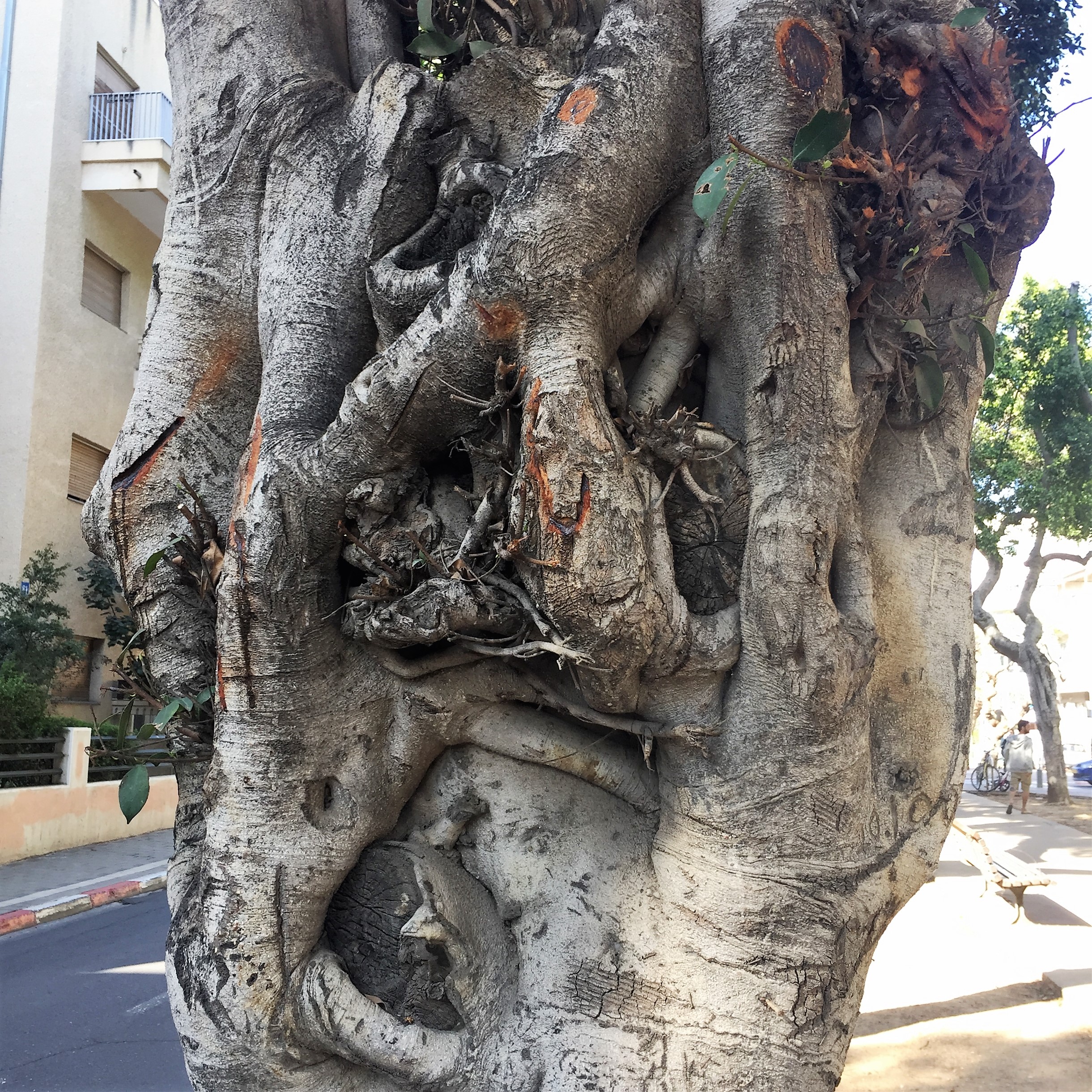 Gnarls on Rothschild Boulevard by ohad yaniv - Illustrated by Nature itself - Ourboox.com