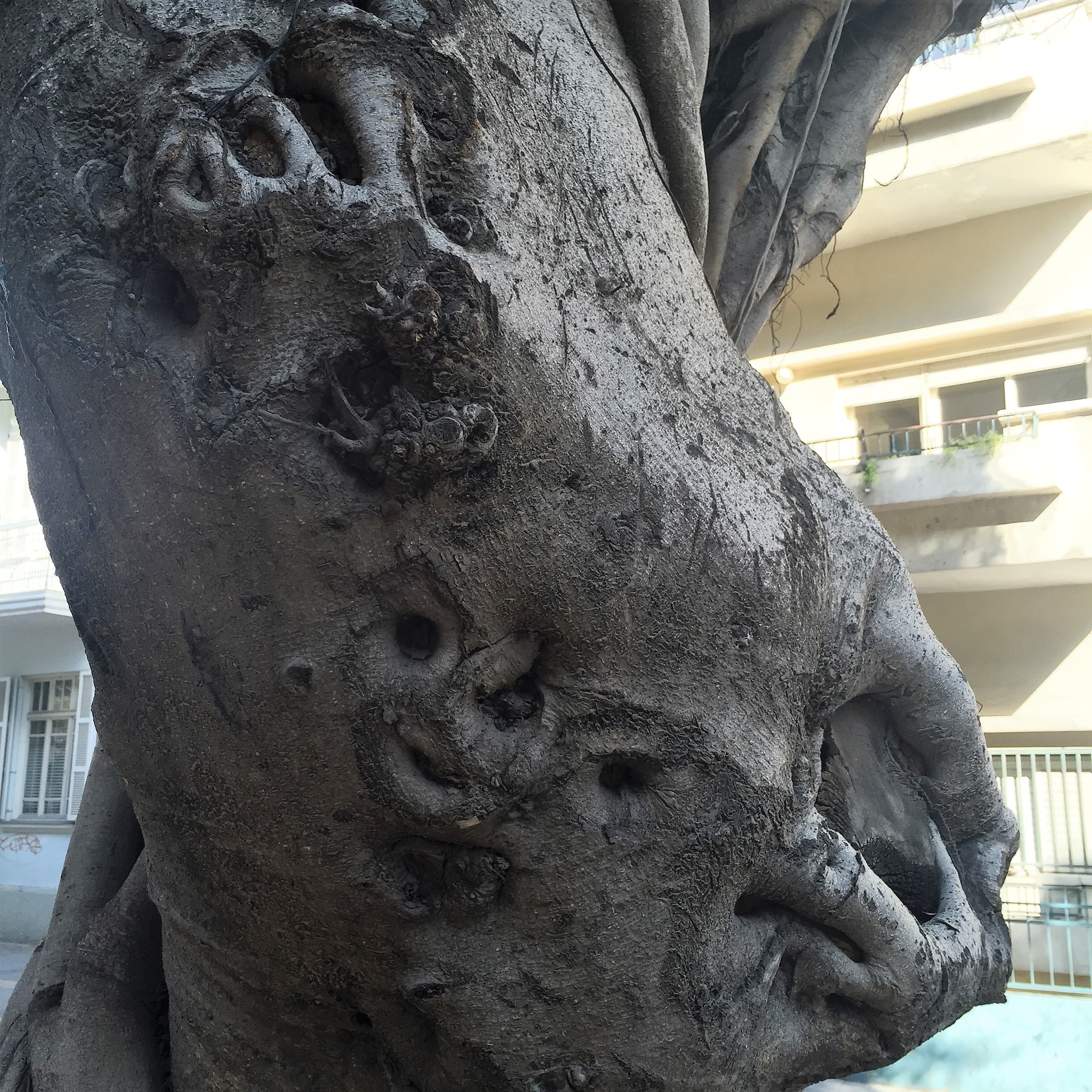 Gnarls on Rothschild Boulevard by ohad yaniv - Illustrated by Nature itself - Ourboox.com