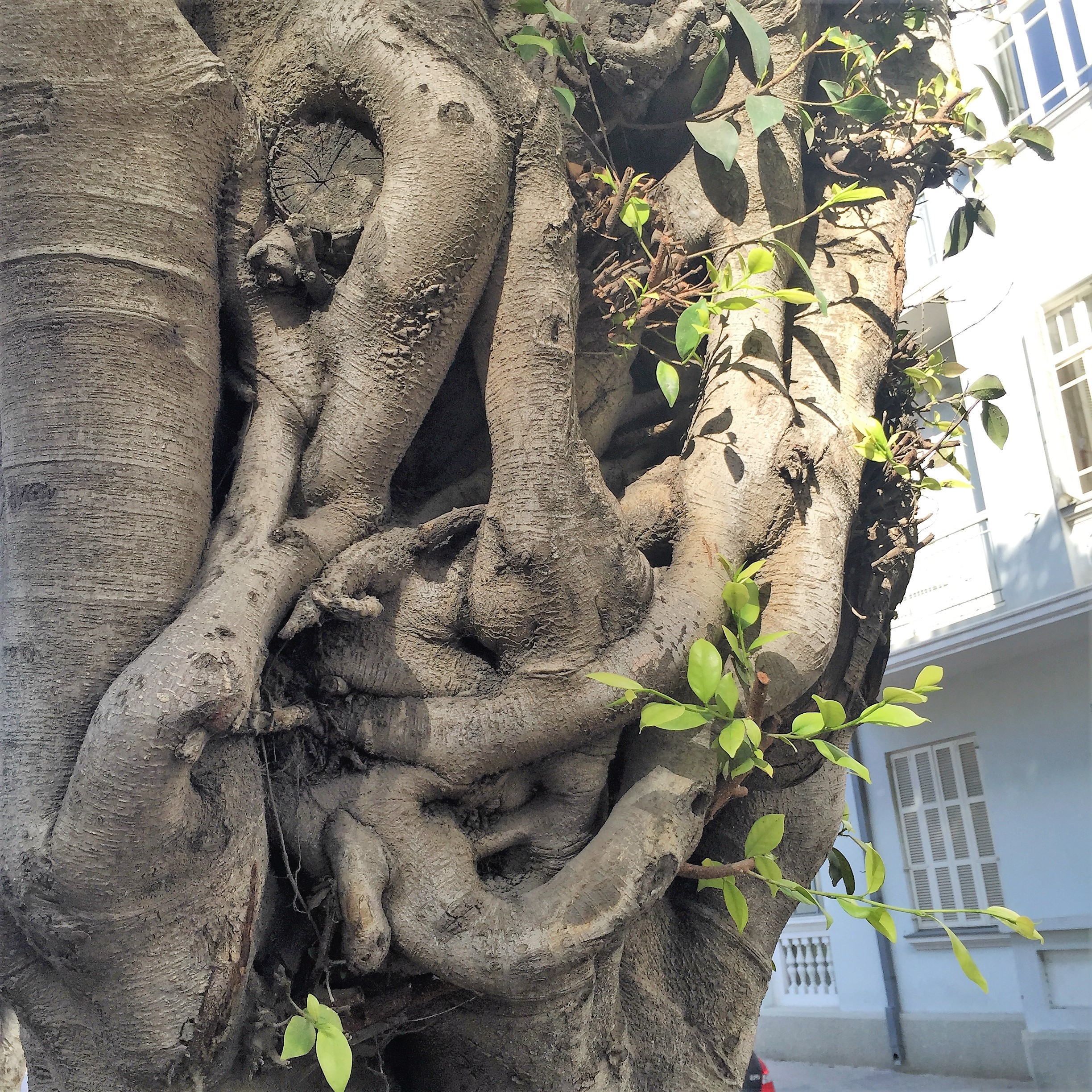 Gnarls on Rothschild Boulevard by ohad yaniv - Illustrated by Nature itself - Ourboox.com