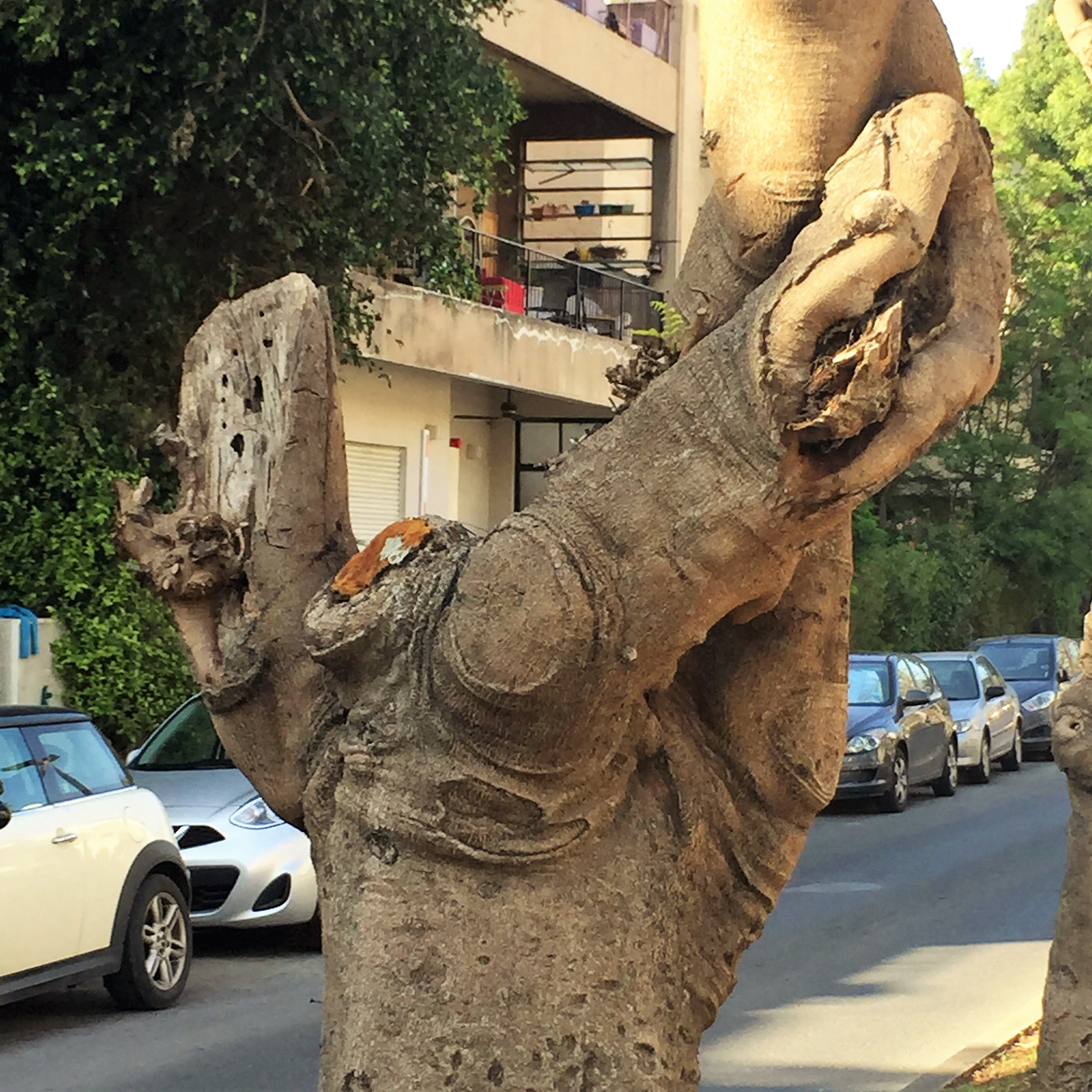 Gnarls on Rothschild Boulevard by ohad yaniv - Illustrated by Nature itself - Ourboox.com