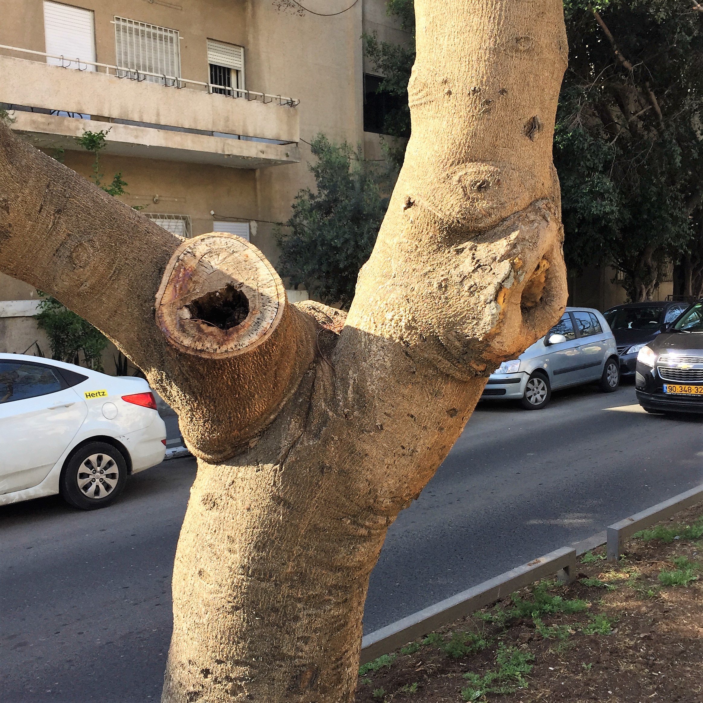 Gnarls on Rothschild Boulevard by ohad yaniv - Illustrated by Nature itself - Ourboox.com