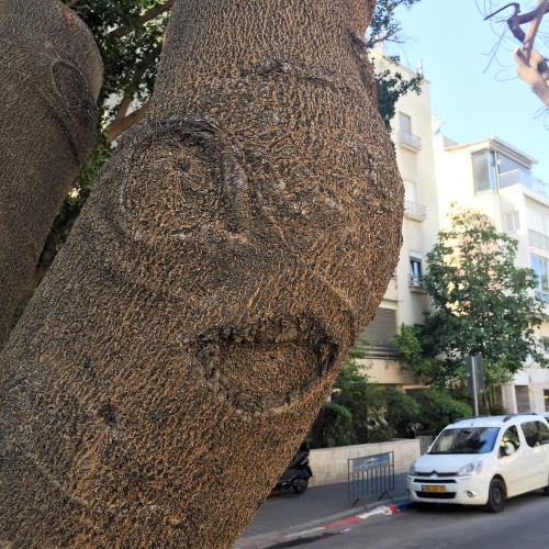 Gnarls on Rothschild Boulevard by ohad yaniv - Illustrated by Nature itself - Ourboox.com