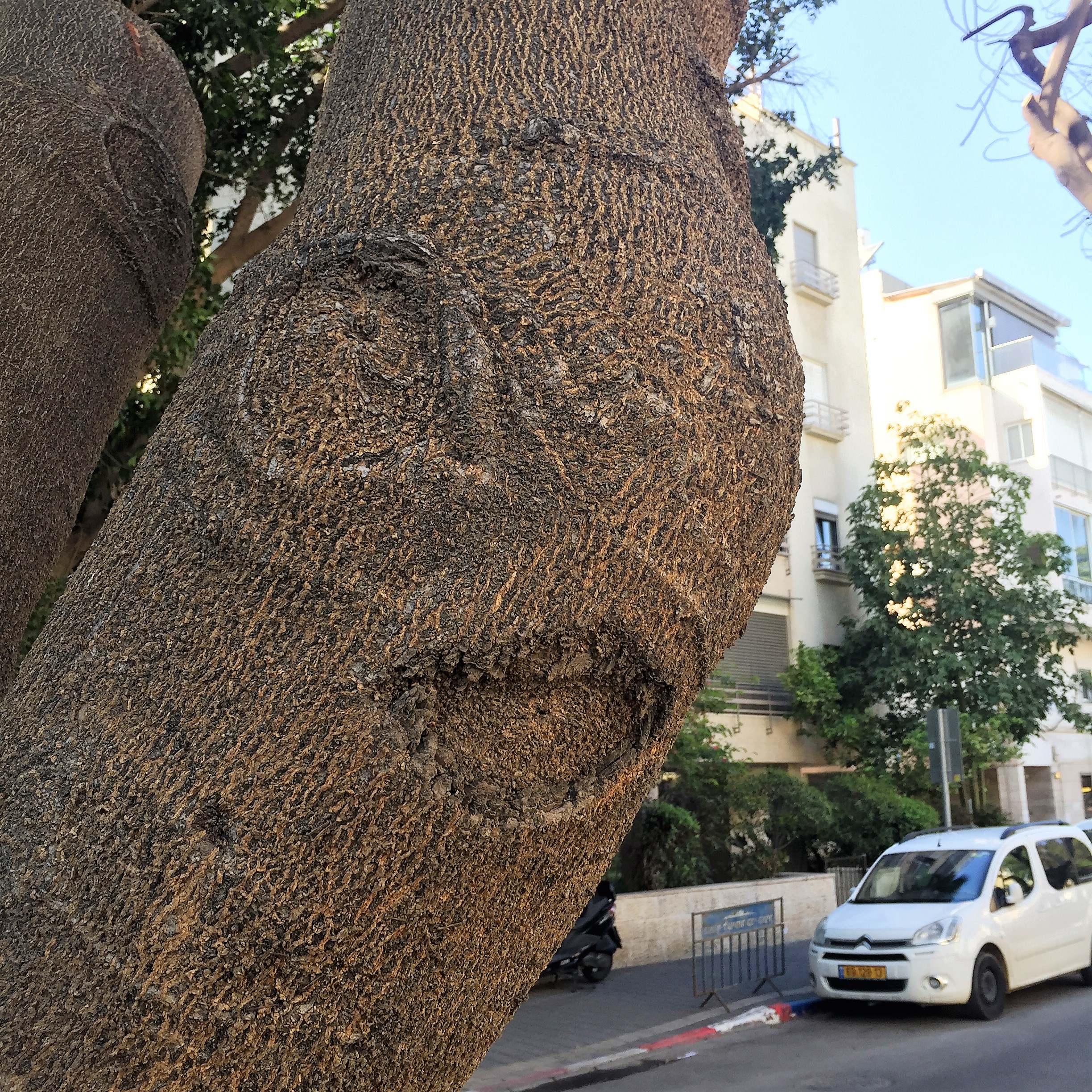 Gnarls on Rothschild Boulevard by ohad yaniv - Illustrated by Nature itself - Ourboox.com