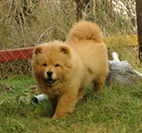 אלבום שלומי by lioraweller - Illustrated by נעמה אילוז - Ourboox.com