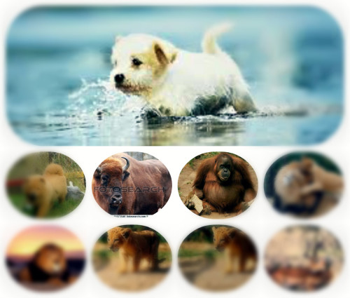 אלבום שלומי by lioraweller - Illustrated by נעמה אילוז - Ourboox.com