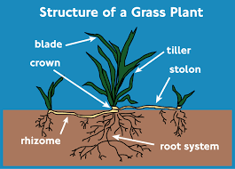 African Grasslands by Connor S - Ourboox.com
