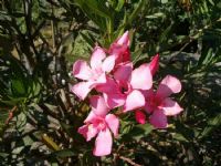 פרחים בזאכי