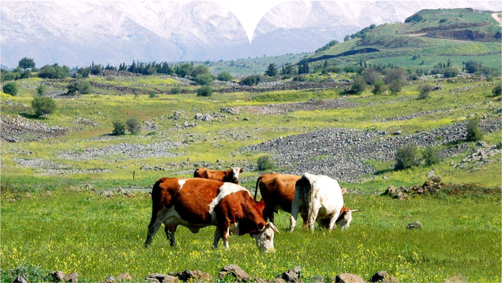 לצפון באהבה ניב קרנדג’י ואיתי אנגלשטיין by Itay Engelstein - Ourboox.com