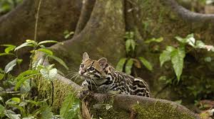 Ecosystem by Nathan W. - Ourboox.com