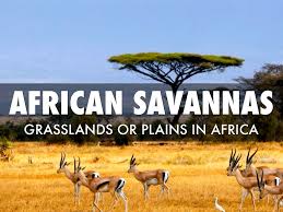 African Savanna by spencer k - Ourboox.com