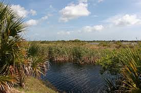 Savannas of Africa by Megan S - Ourboox.com