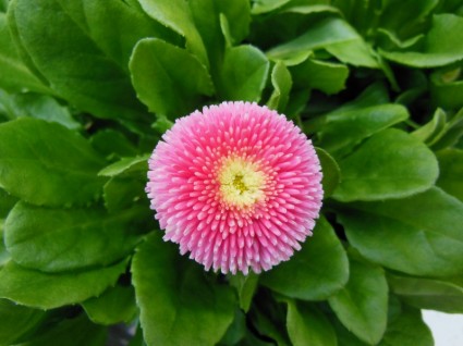 azhar alrabee3 by fatina daoud - Ourboox.com