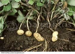 The Amazing Antarctica by Walker k - Ourboox.com