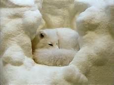 The Amazing Antarctica by Walker k - Ourboox.com