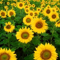 فصل الربيع by rawnaq - Ourboox.com