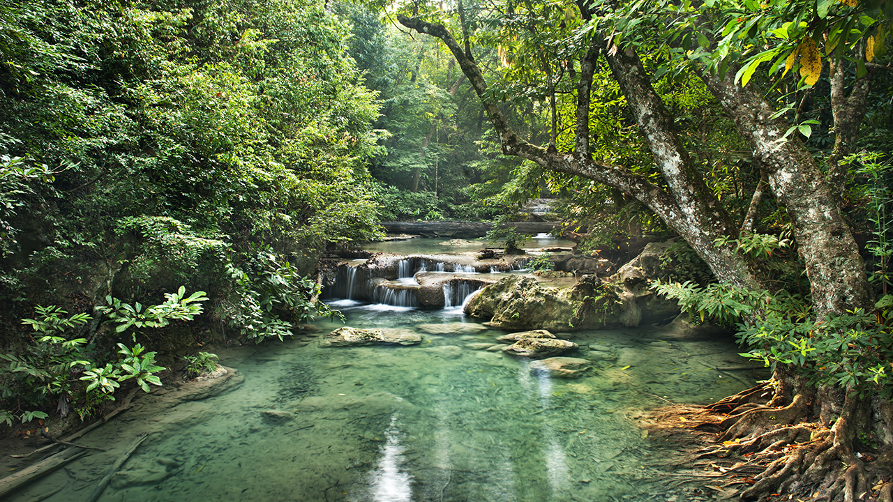 Amazing Rain Forest by lucas l - Ourboox.com
