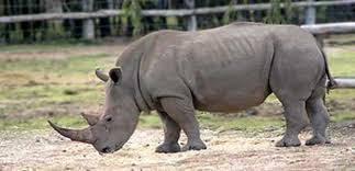 knight fight. by shira flamer - Ourboox.com